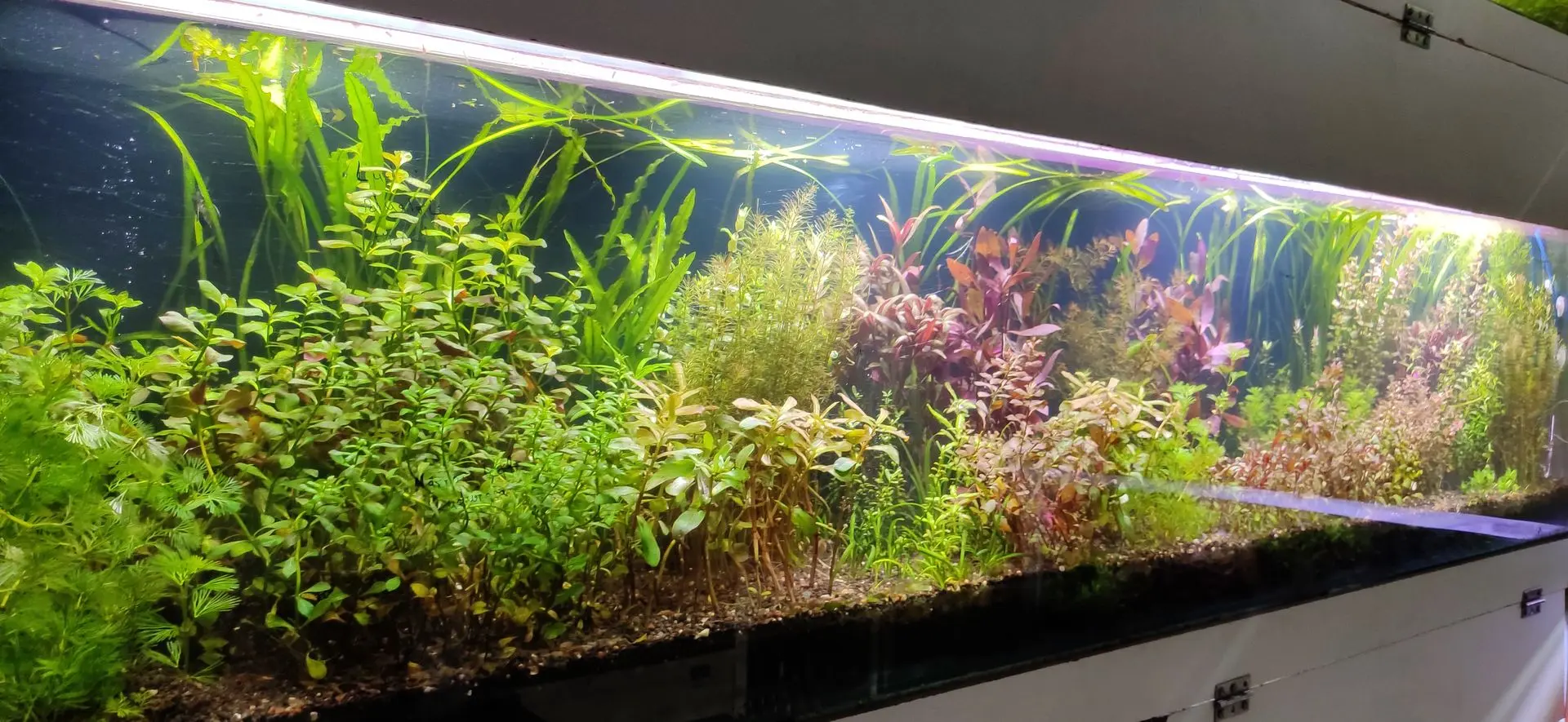 Planted Aquarium Meen Aquarium Showroom Tank